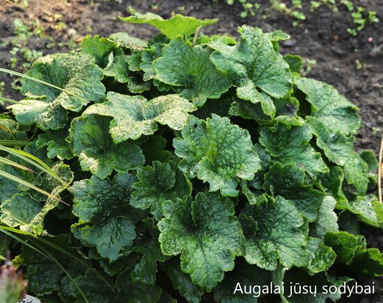 Telima didžiažiedė (Tellima grandiflora)